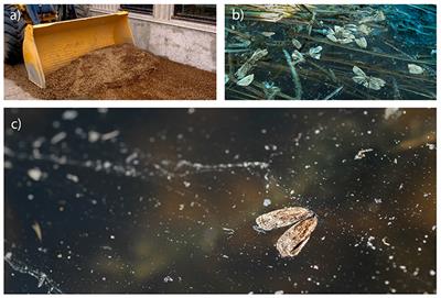 A Secret Hidden in the Sediments: Lepidoptera Scales